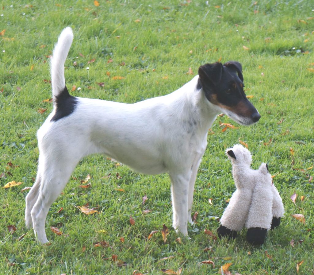 Roulette dite racaille des ours de la Motte