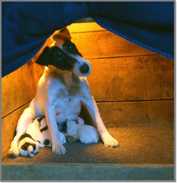 de Grandrieux - Fox Terrier Poil lisse - Portée née le 02/04/2013