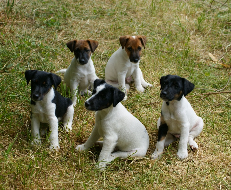 de Grandrieux - Fox Terrier Poil lisse - Portée née le 23/03/2011