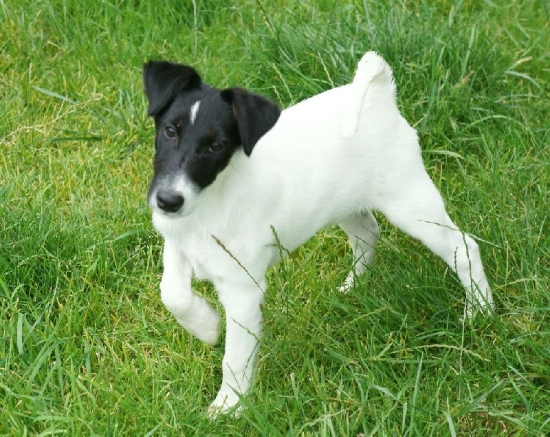 de Grandrieux - Fox Terrier Poil lisse - Portée née le 04/04/2014